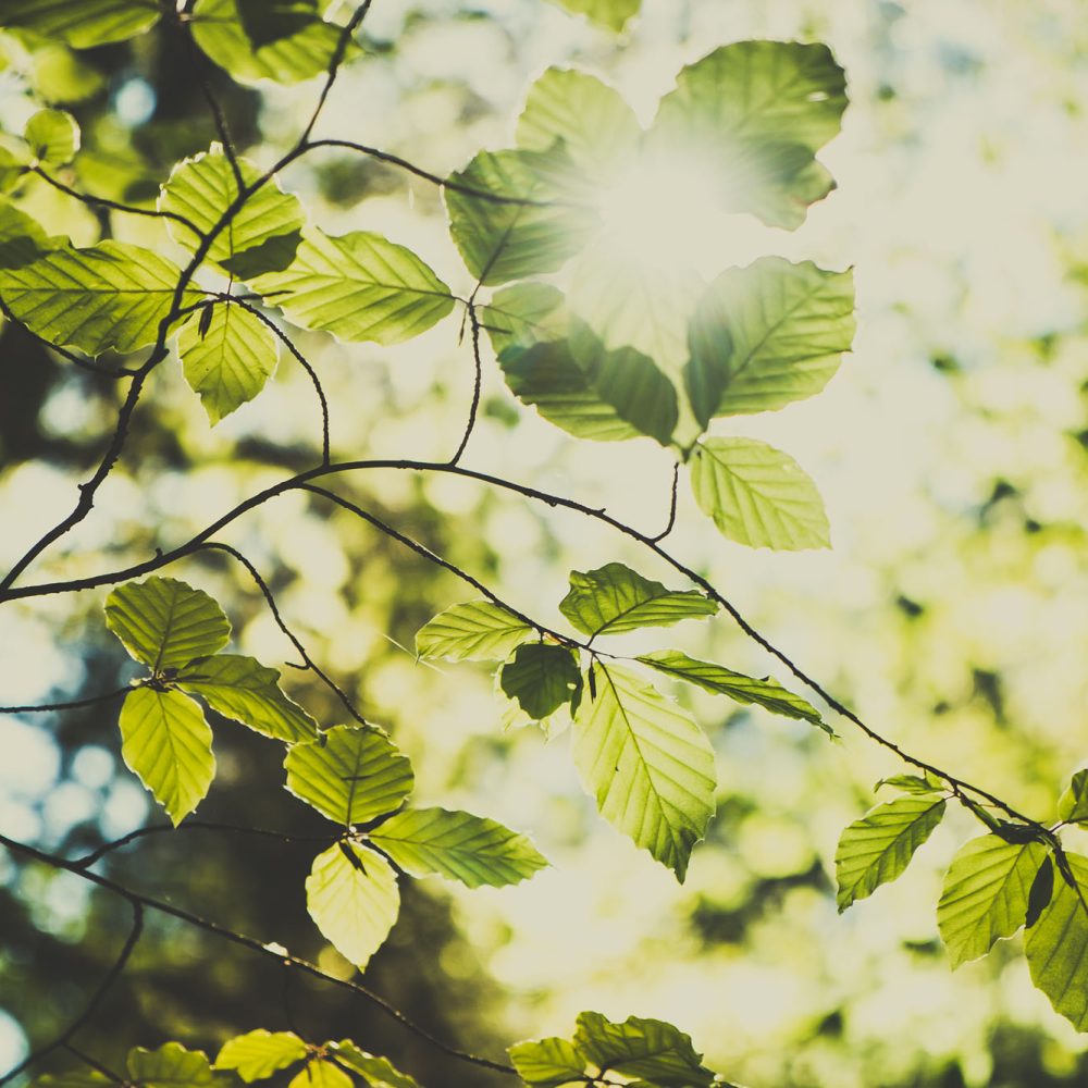 Beautiful summer in the forest. Tree with green leaves against the sunny sky. Natural background. Beauty world
