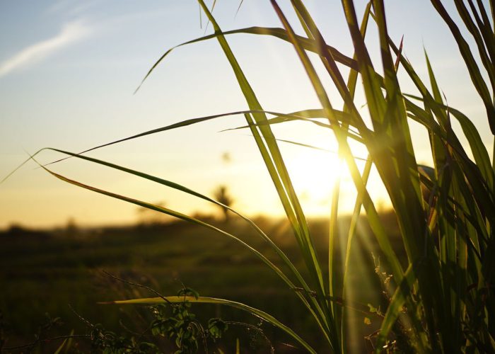 sunlight through grass - 1